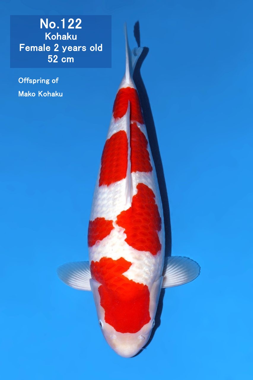 Koi