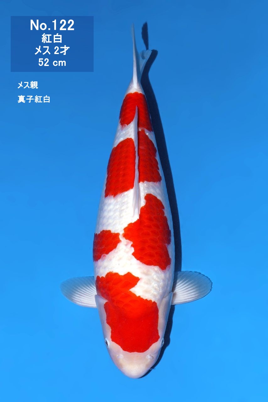 鯉
