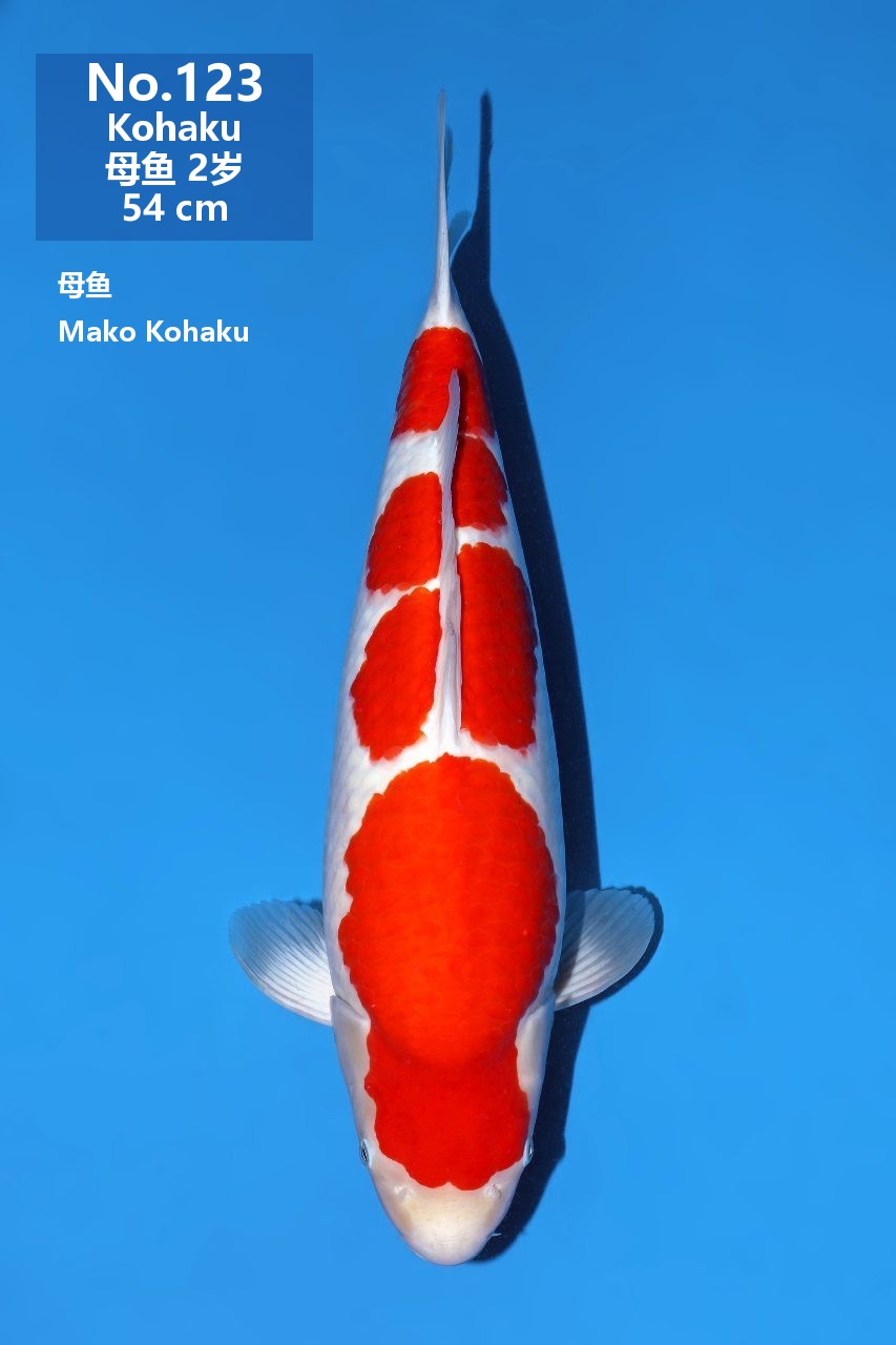 鯉