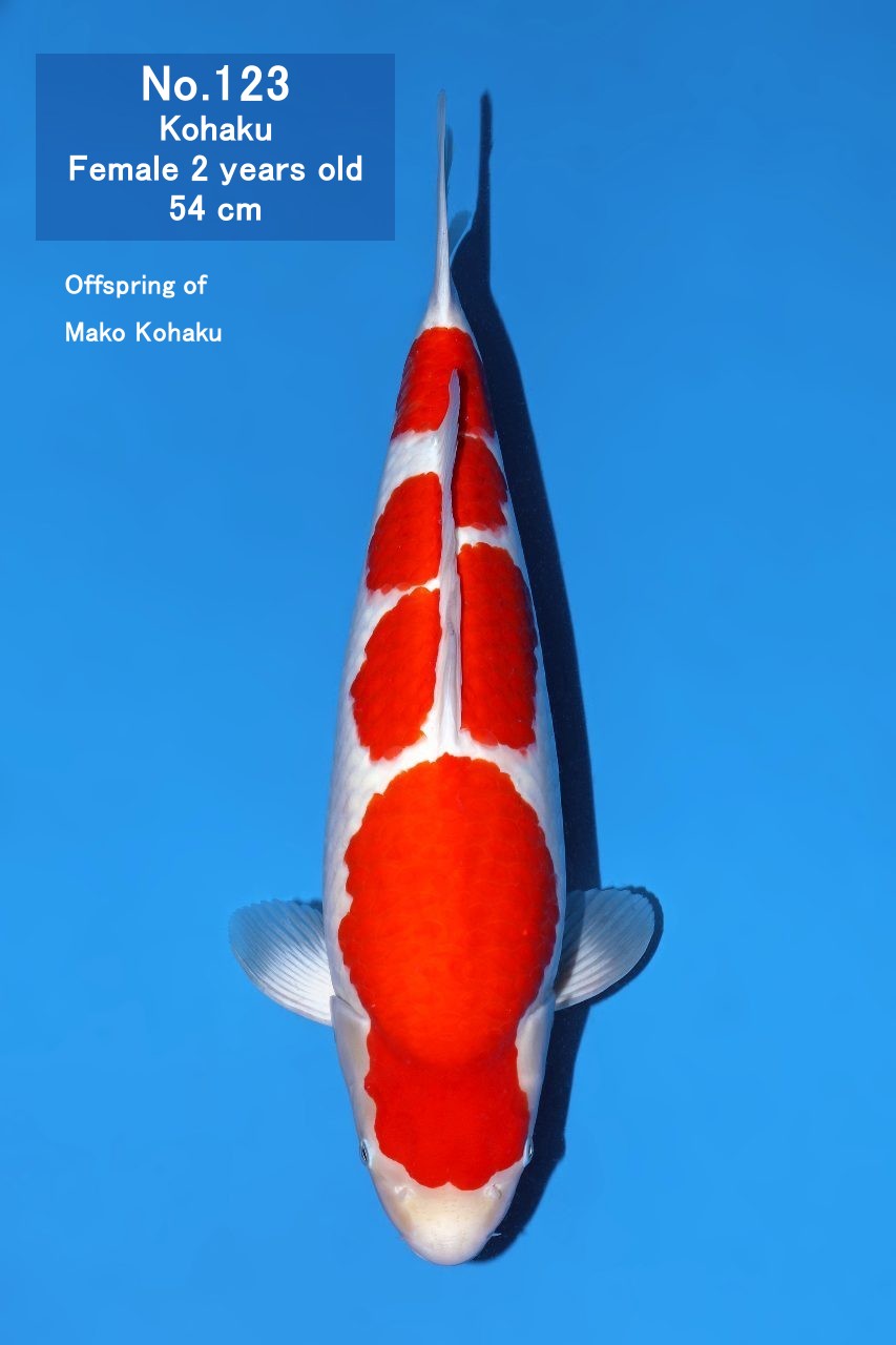Koi