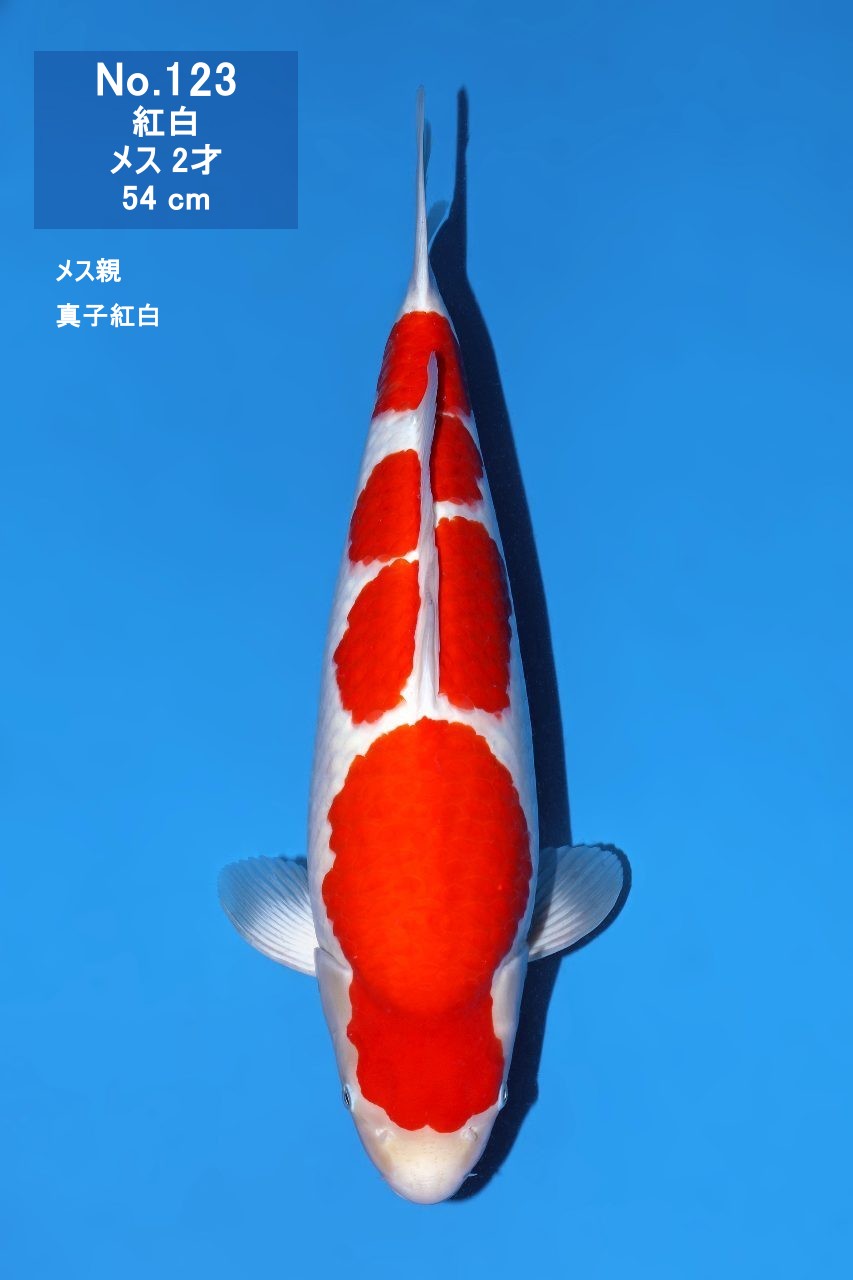 鯉