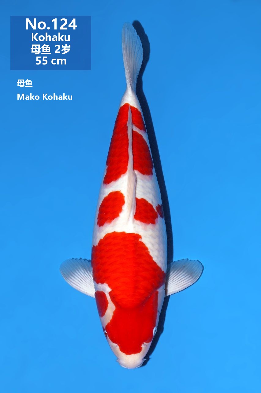鯉