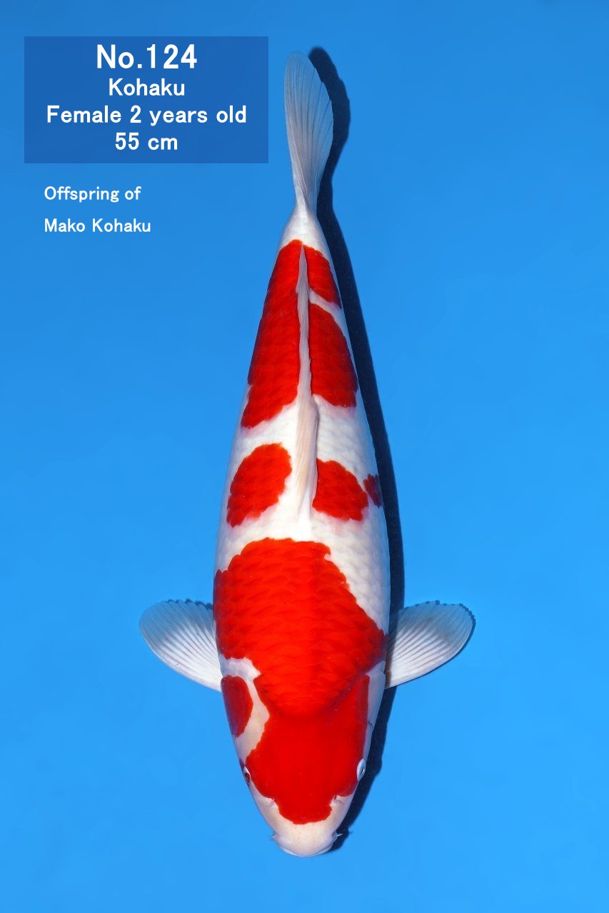 Koi