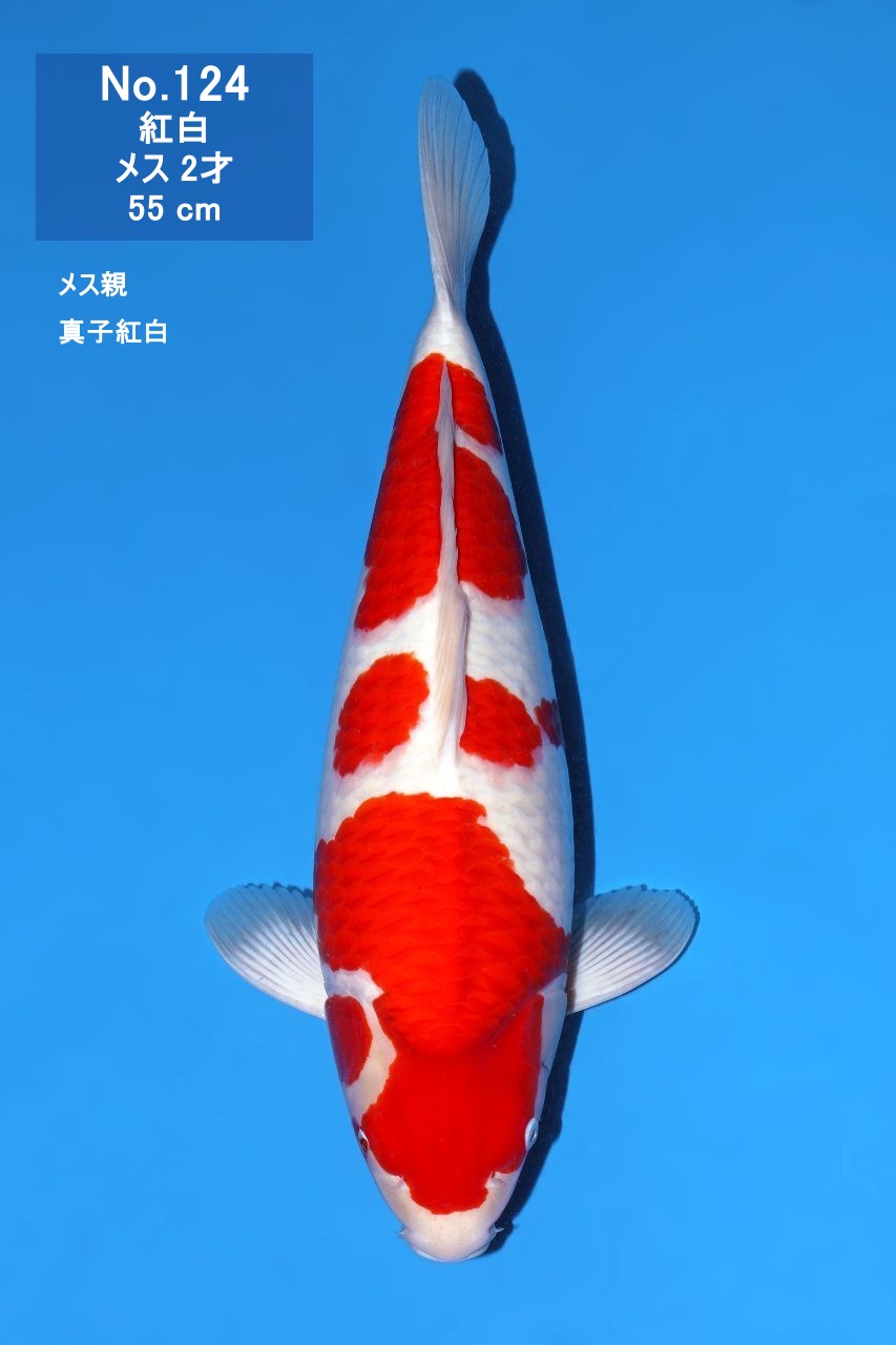 鯉
