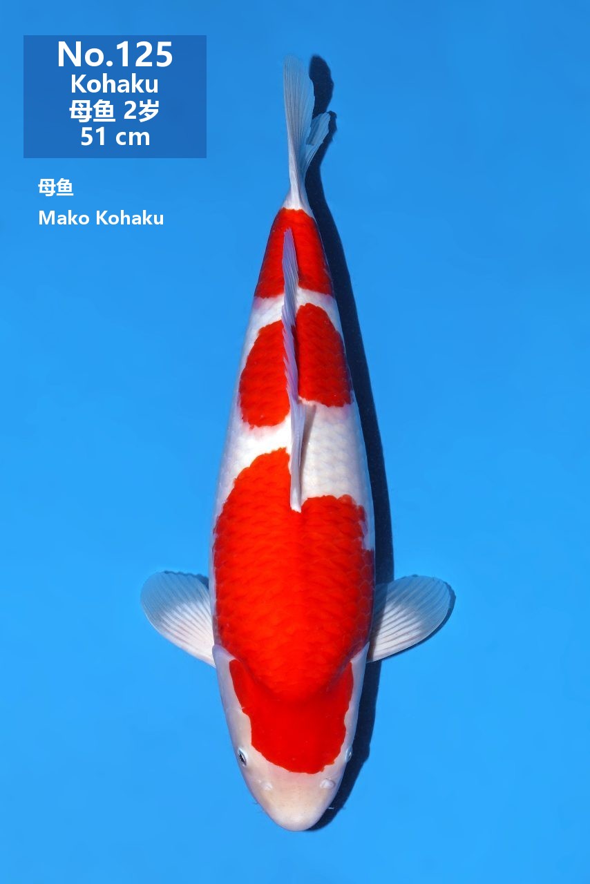 鯉