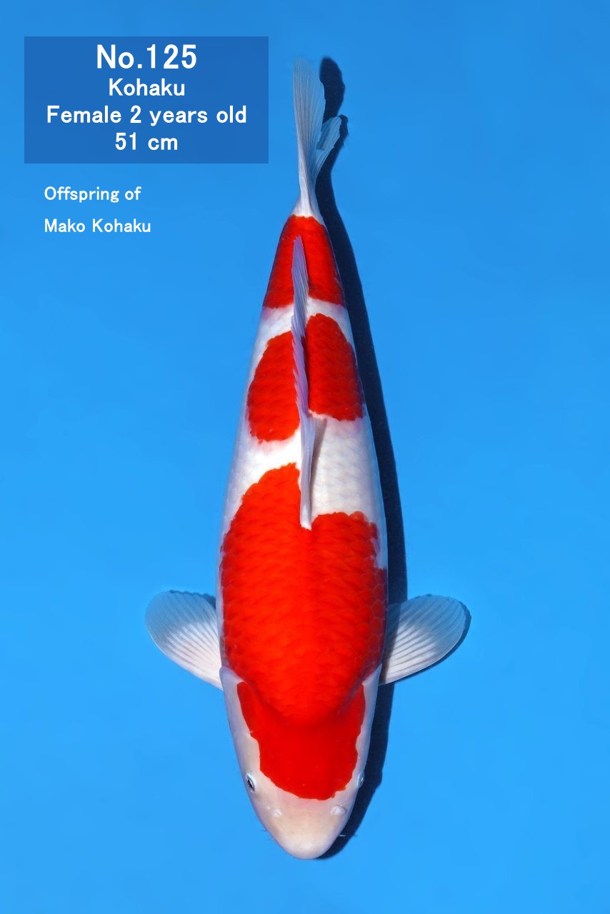 Koi