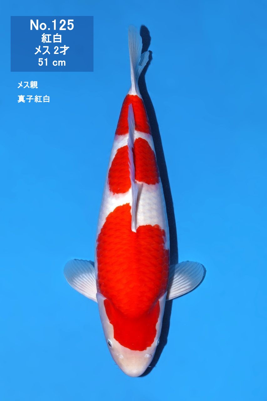鯉
