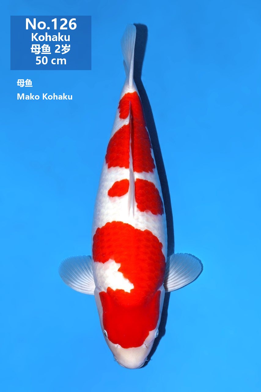 鯉