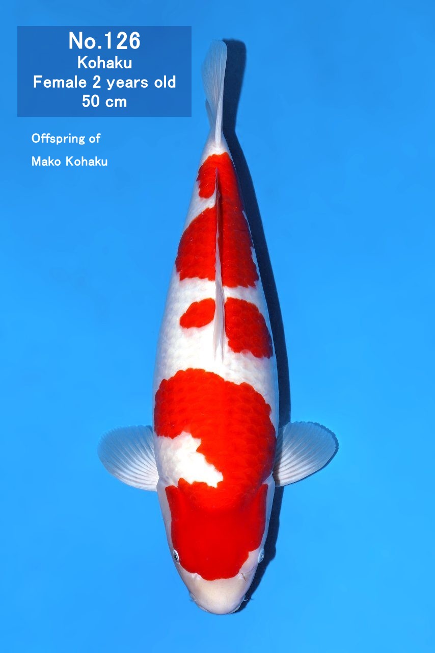 Koi
