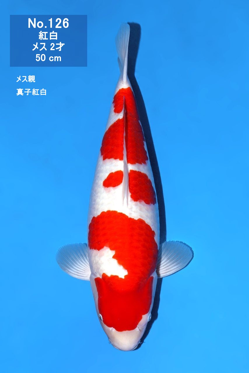 鯉