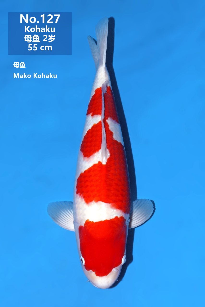鯉