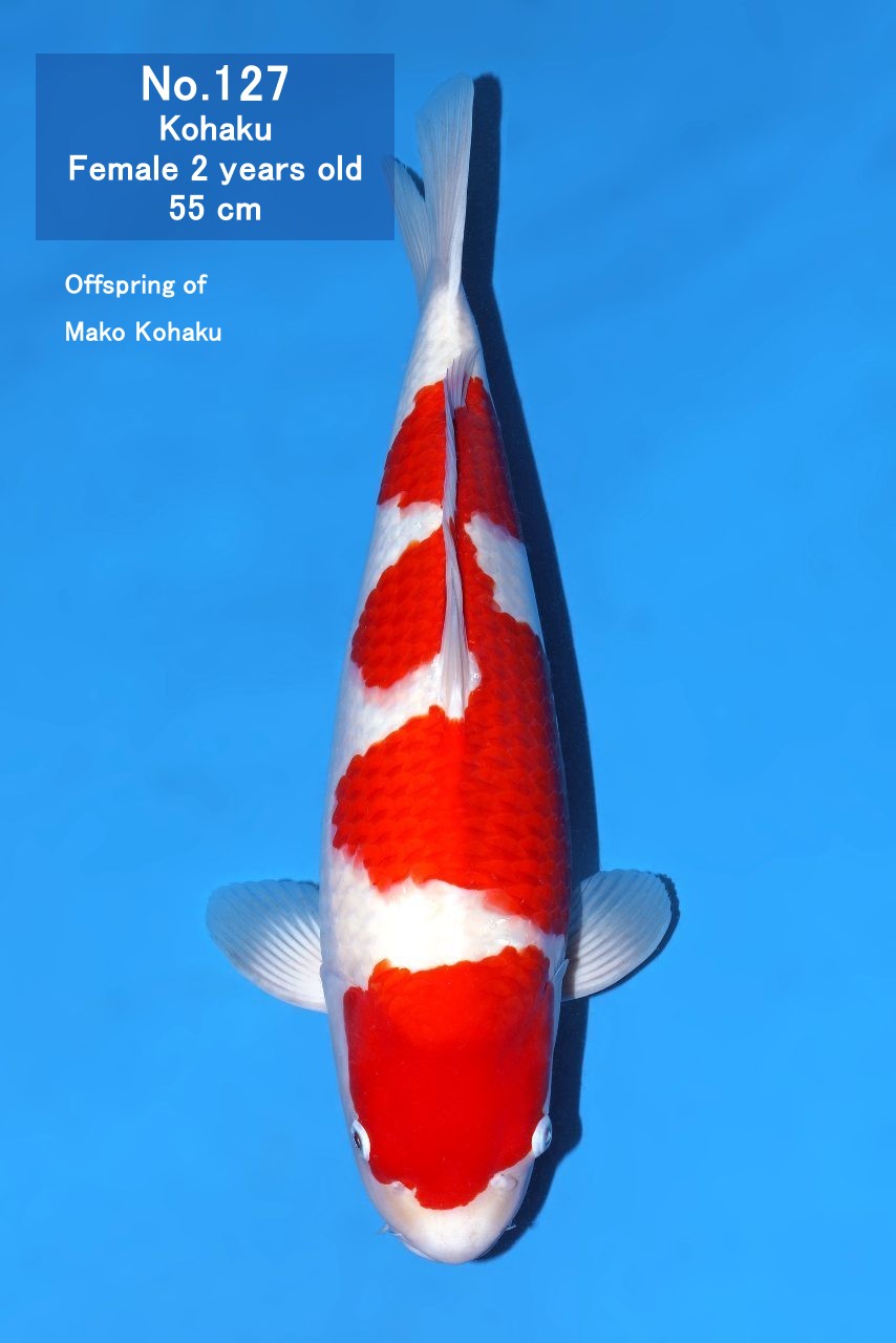 Koi