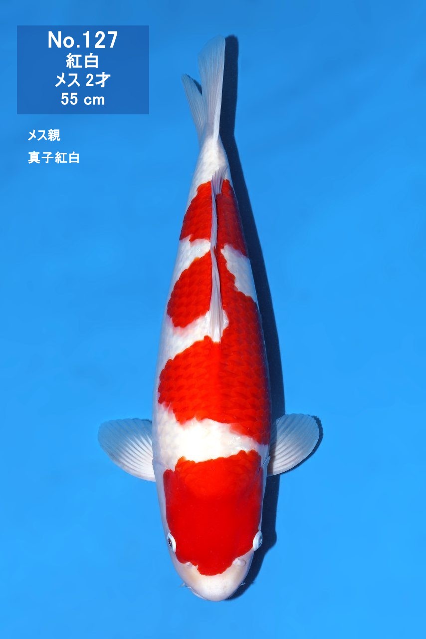 鯉