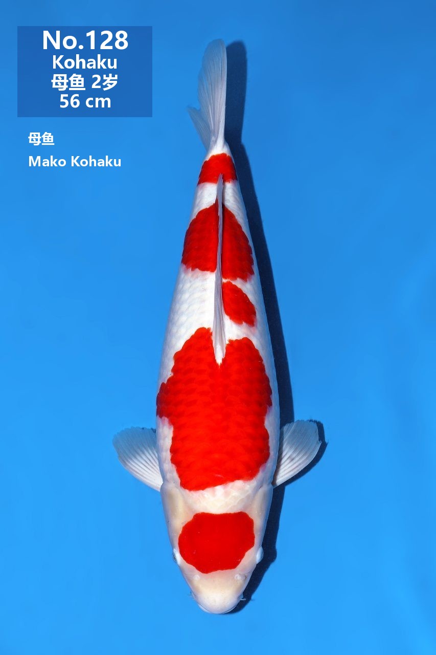 鯉