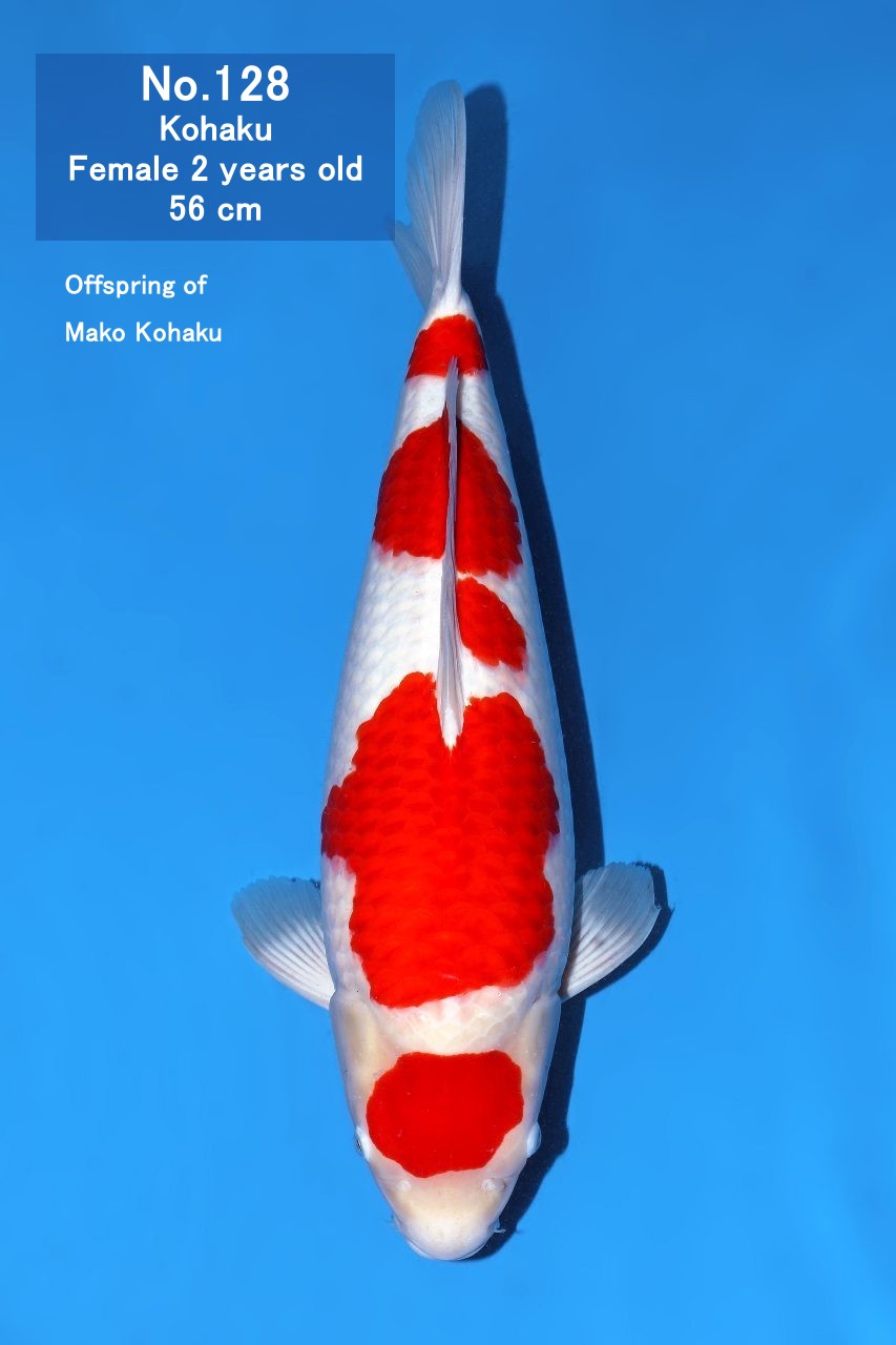 Koi