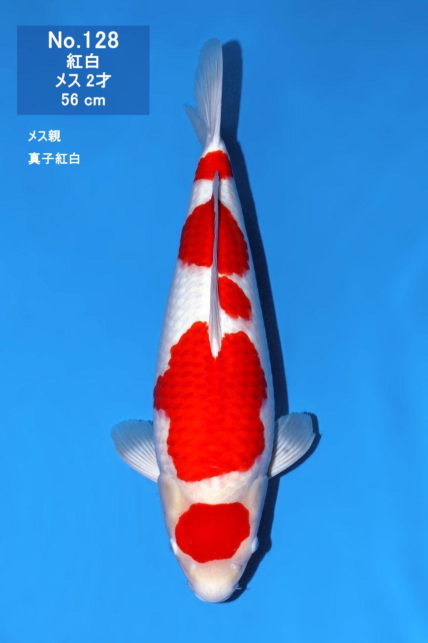 鯉
