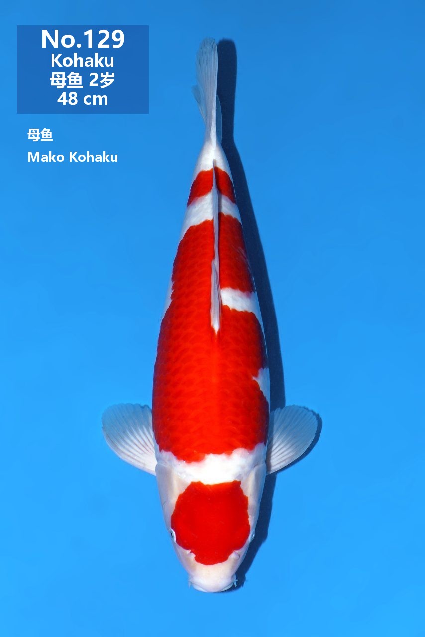 鯉