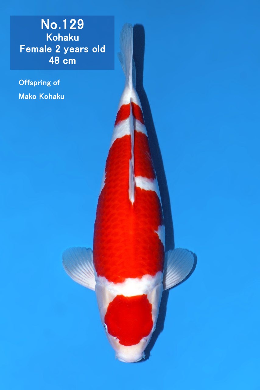Koi