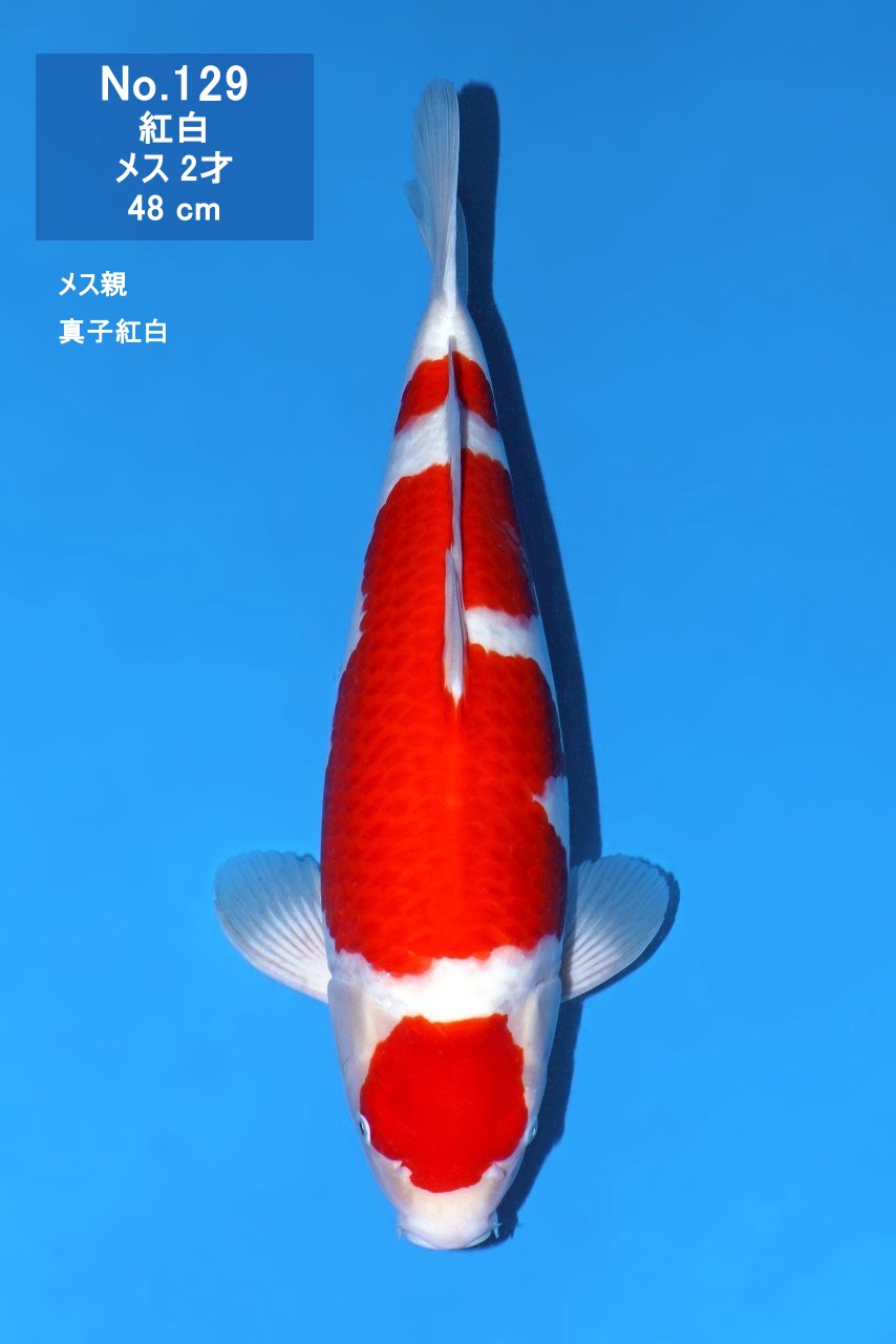 鯉
