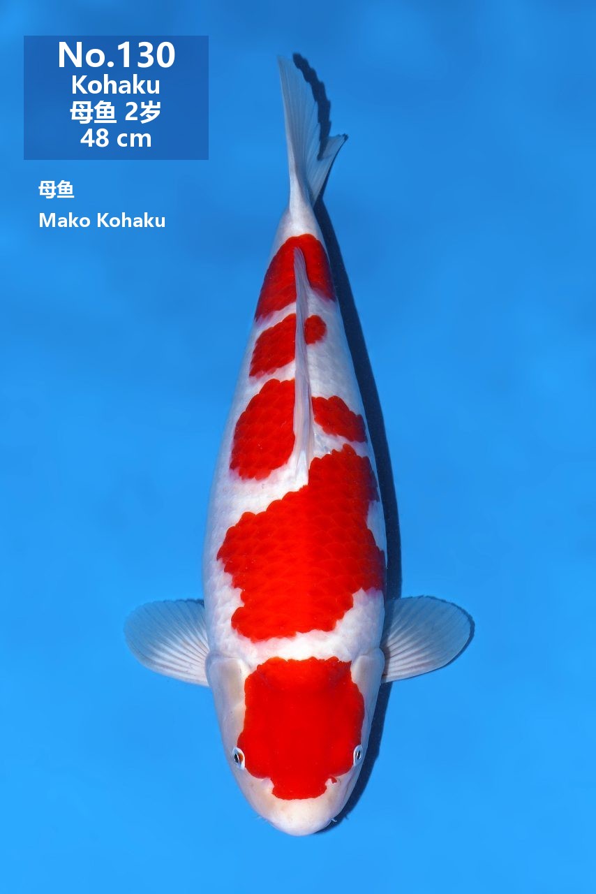 鯉