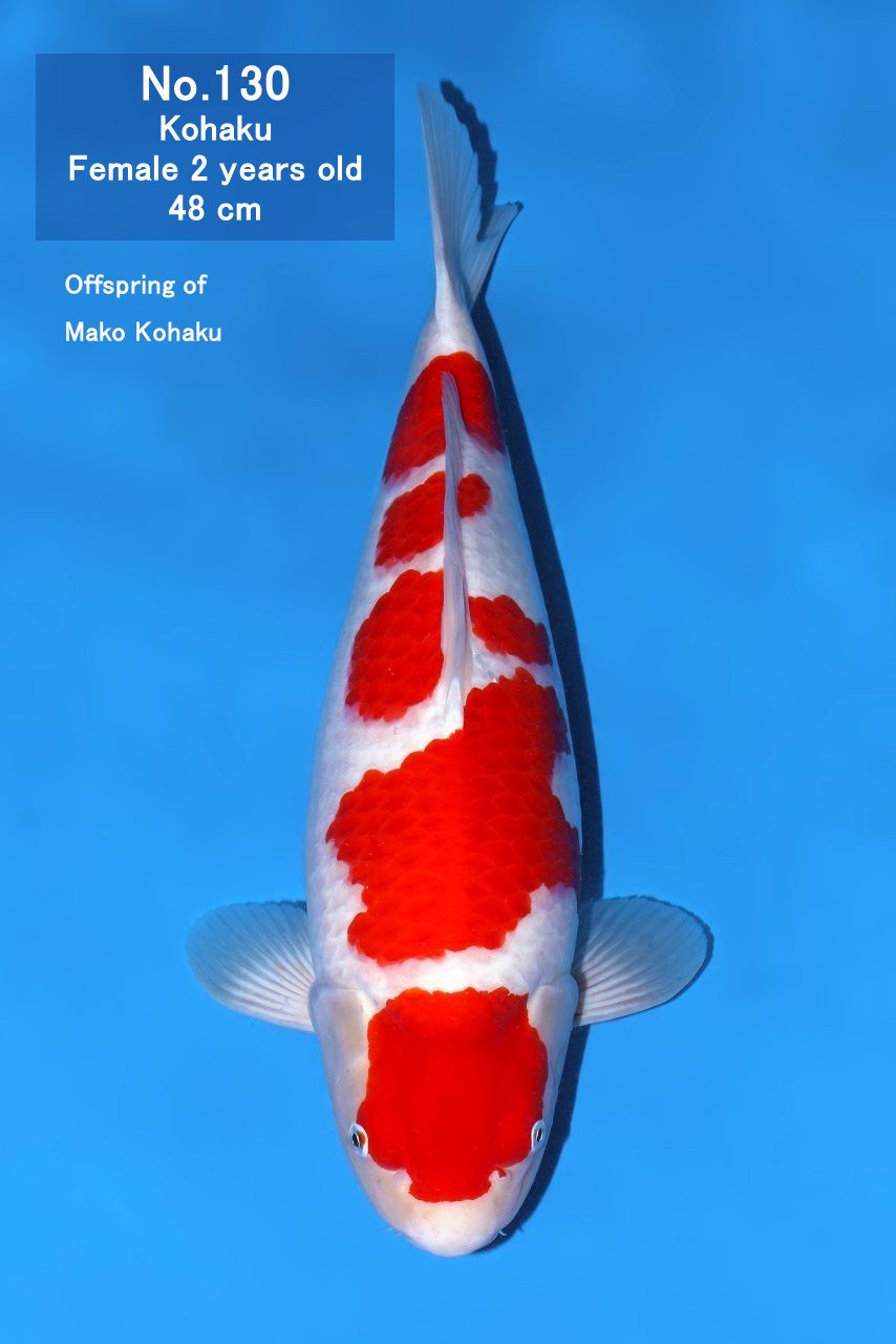 Koi