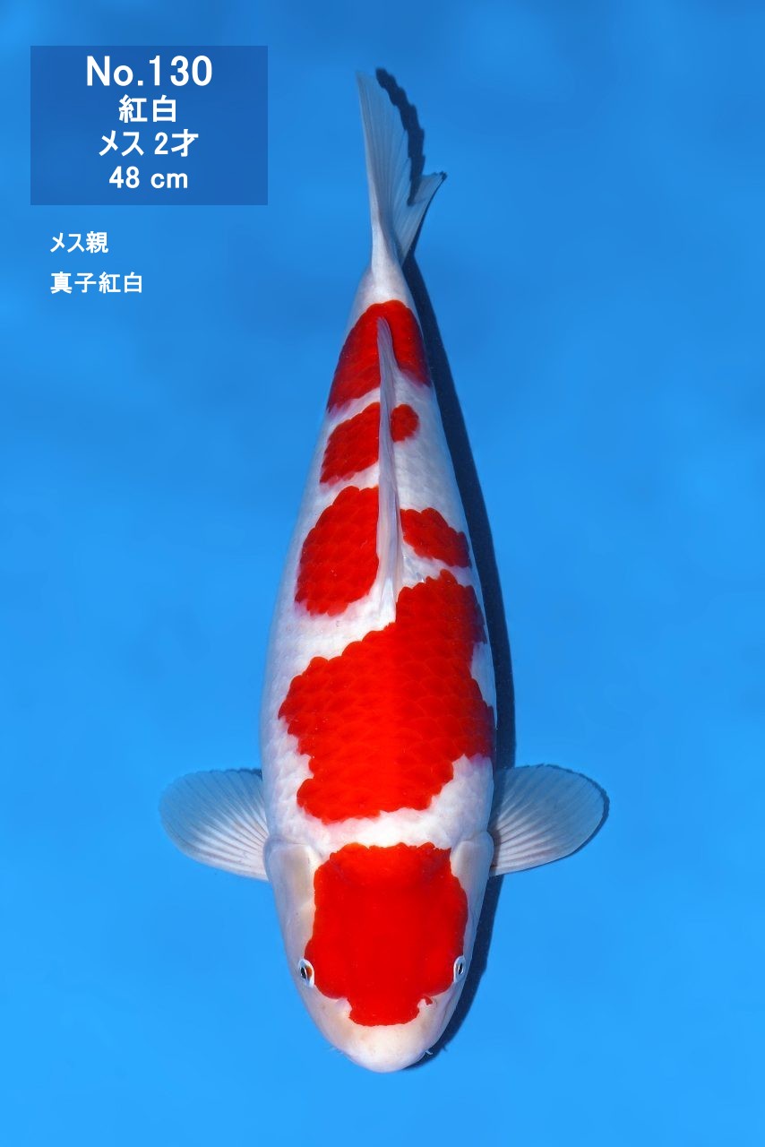 鯉