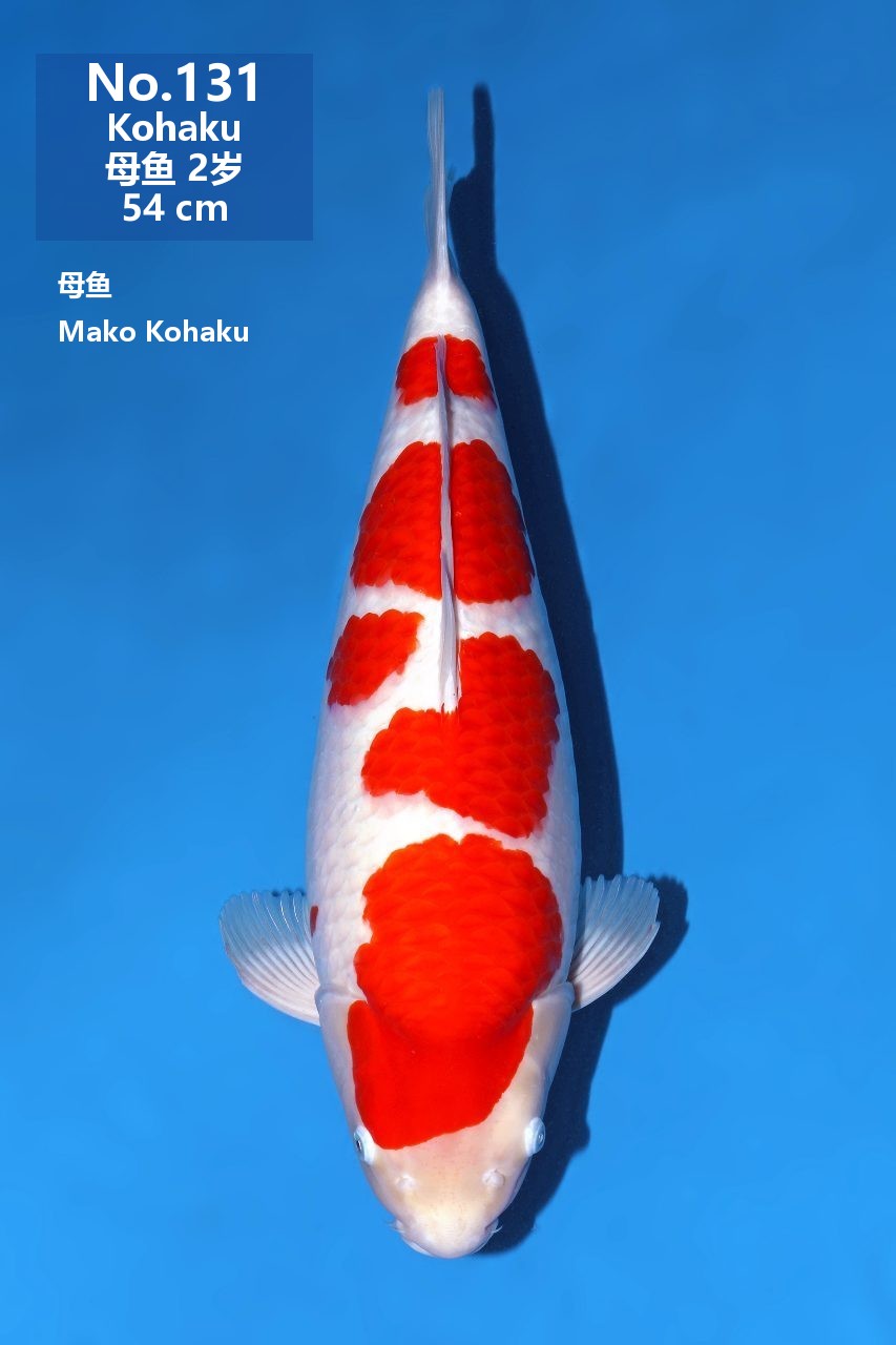鯉