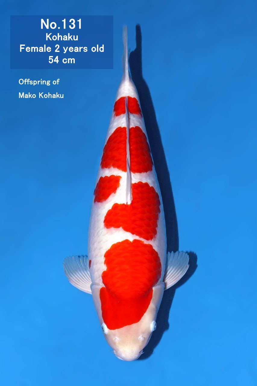 Koi