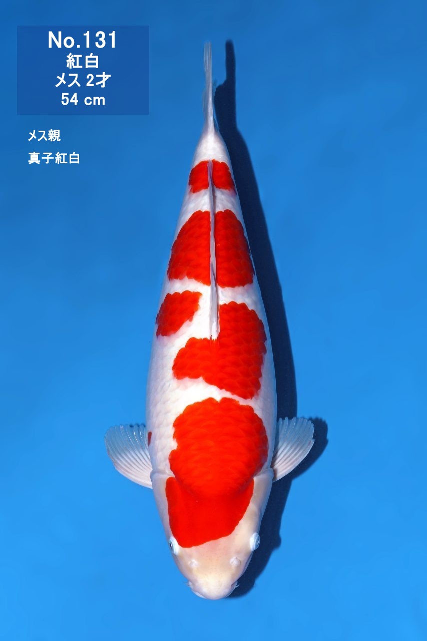 鯉