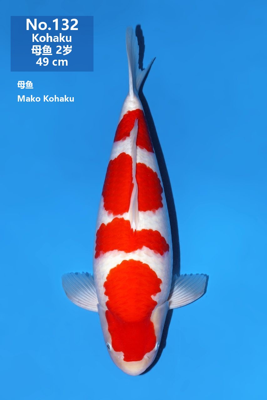 鯉