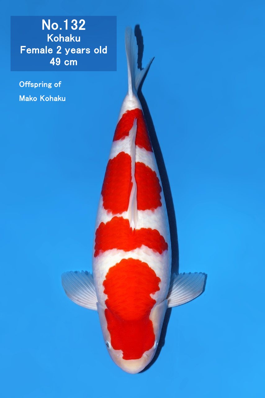 Koi