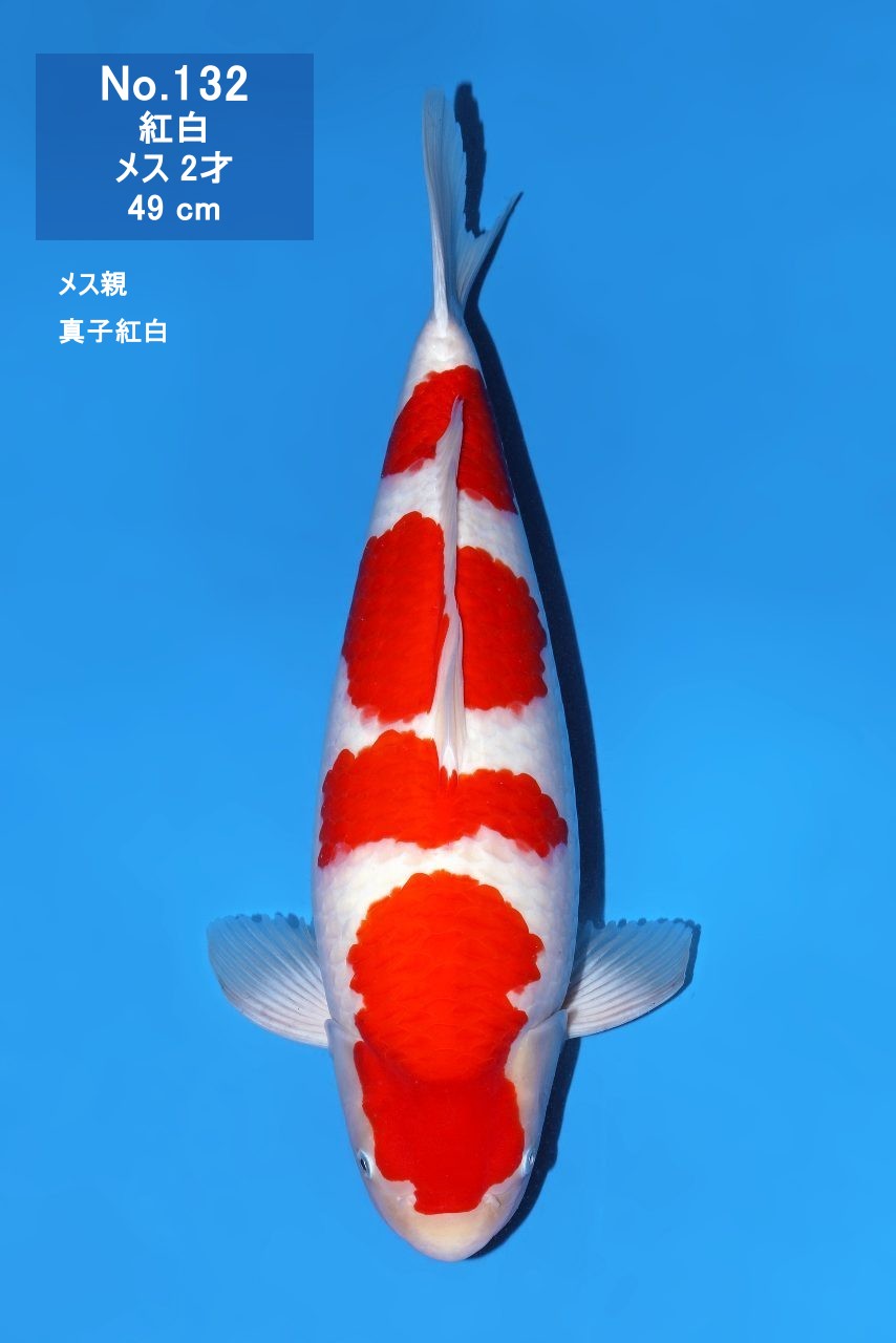 鯉