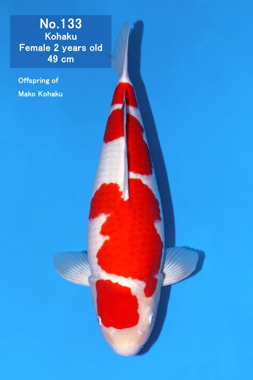 Koi