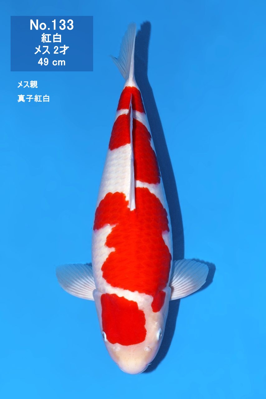 鯉