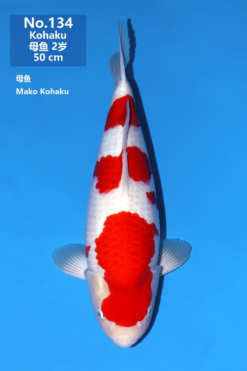 鯉