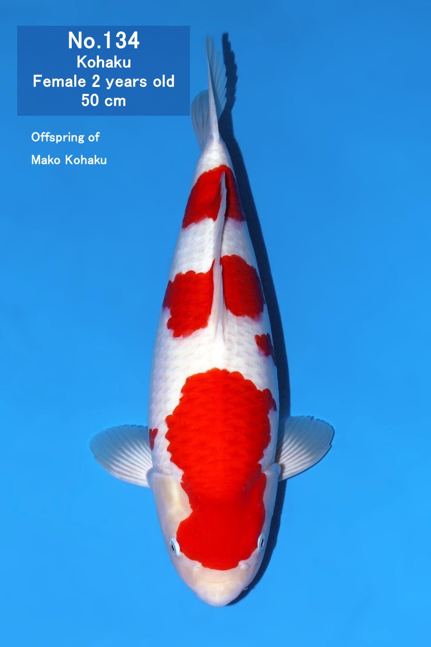 Koi