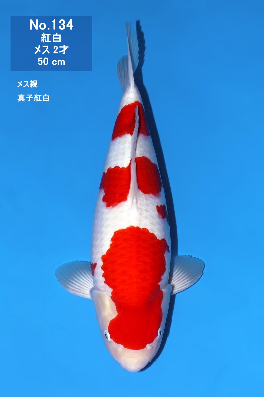 鯉