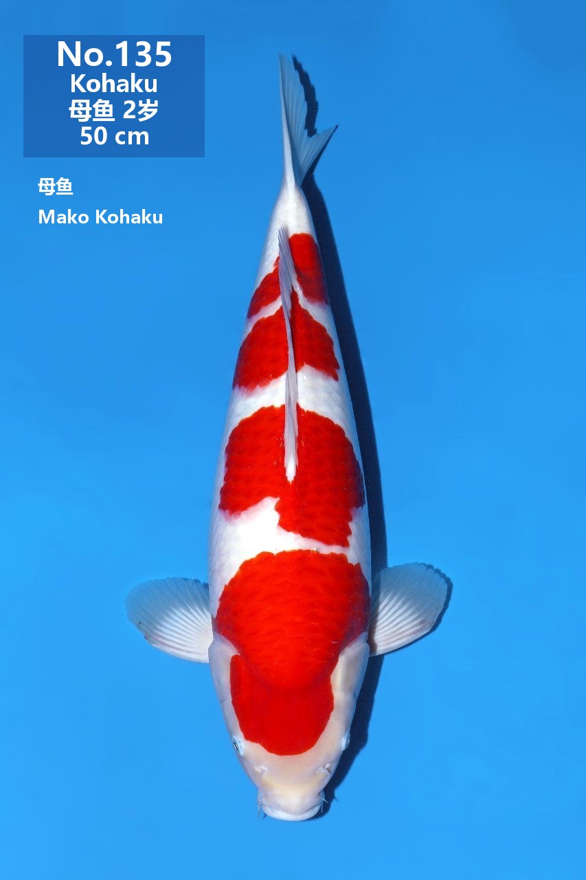 鯉
