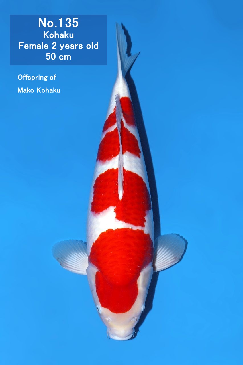 Koi