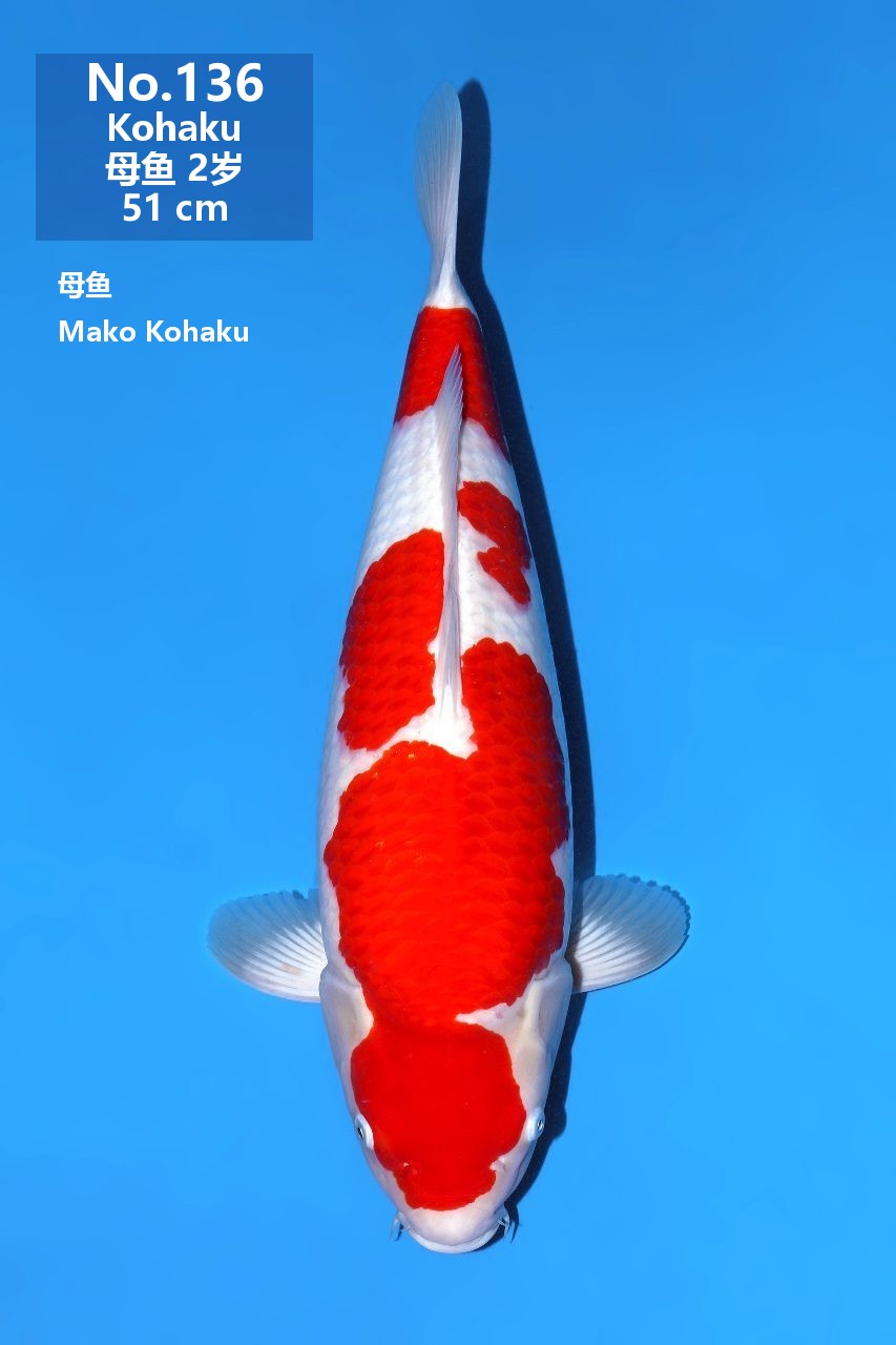 鯉