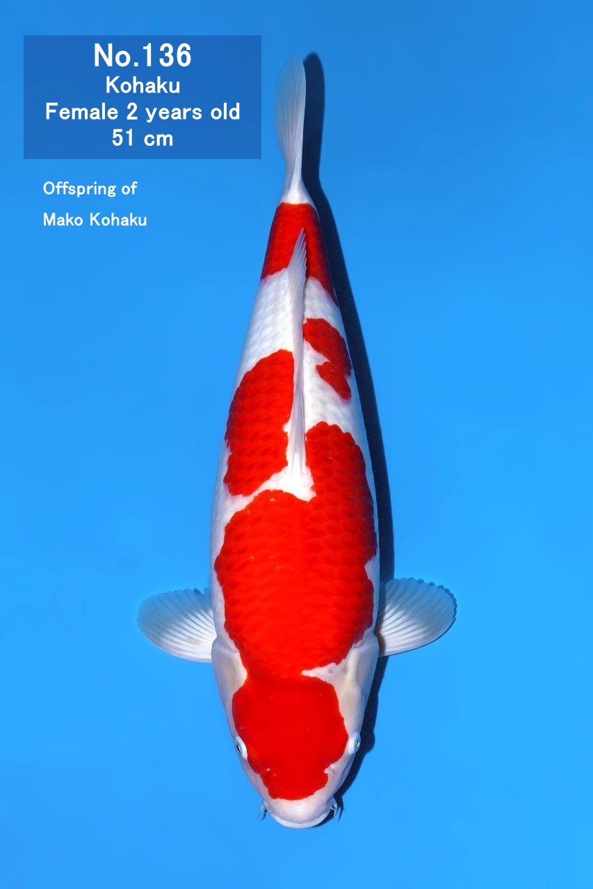 Koi