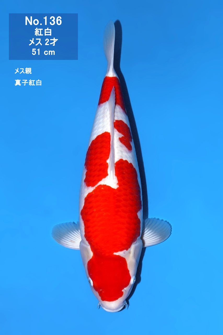 鯉