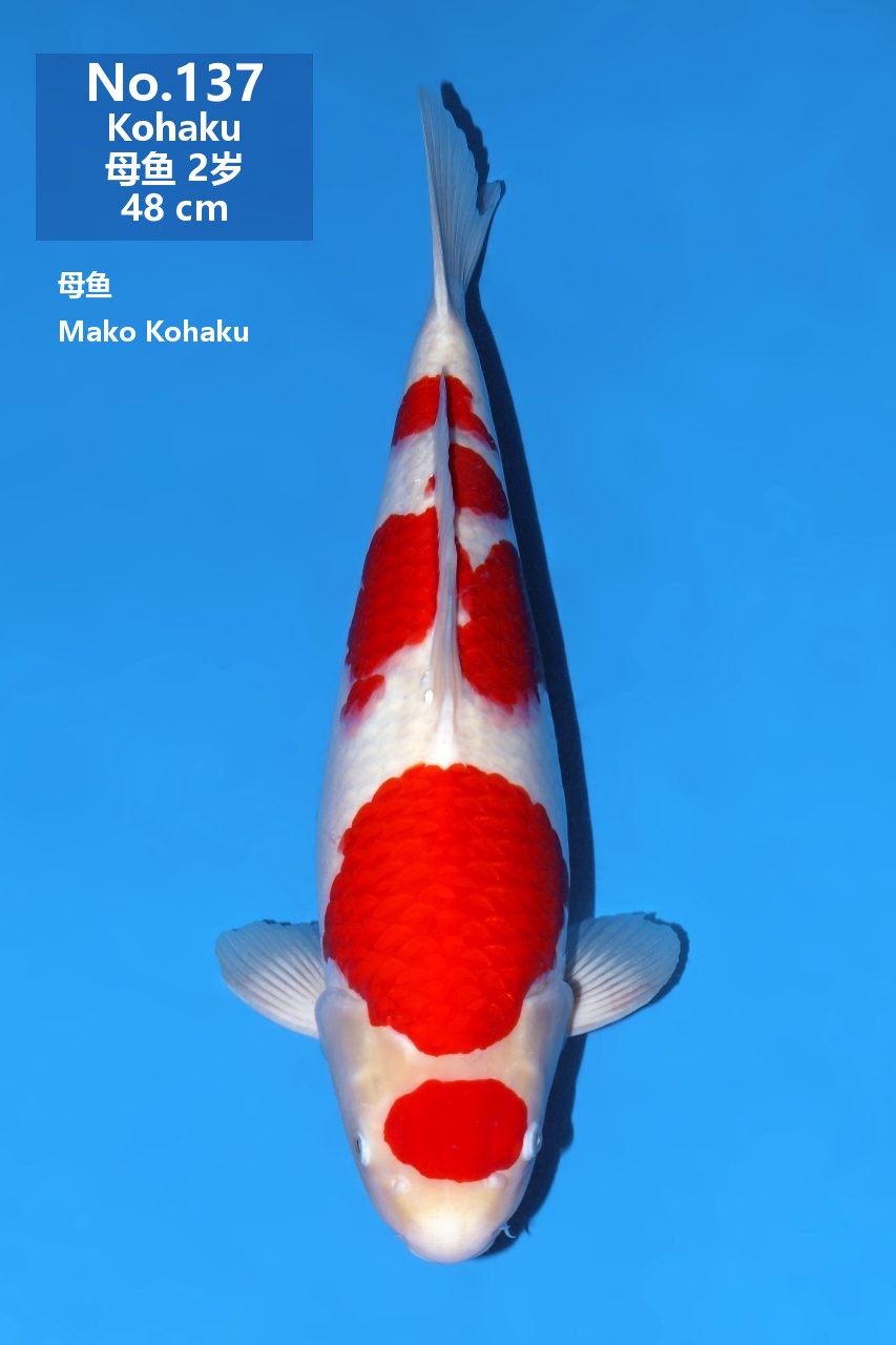 鯉