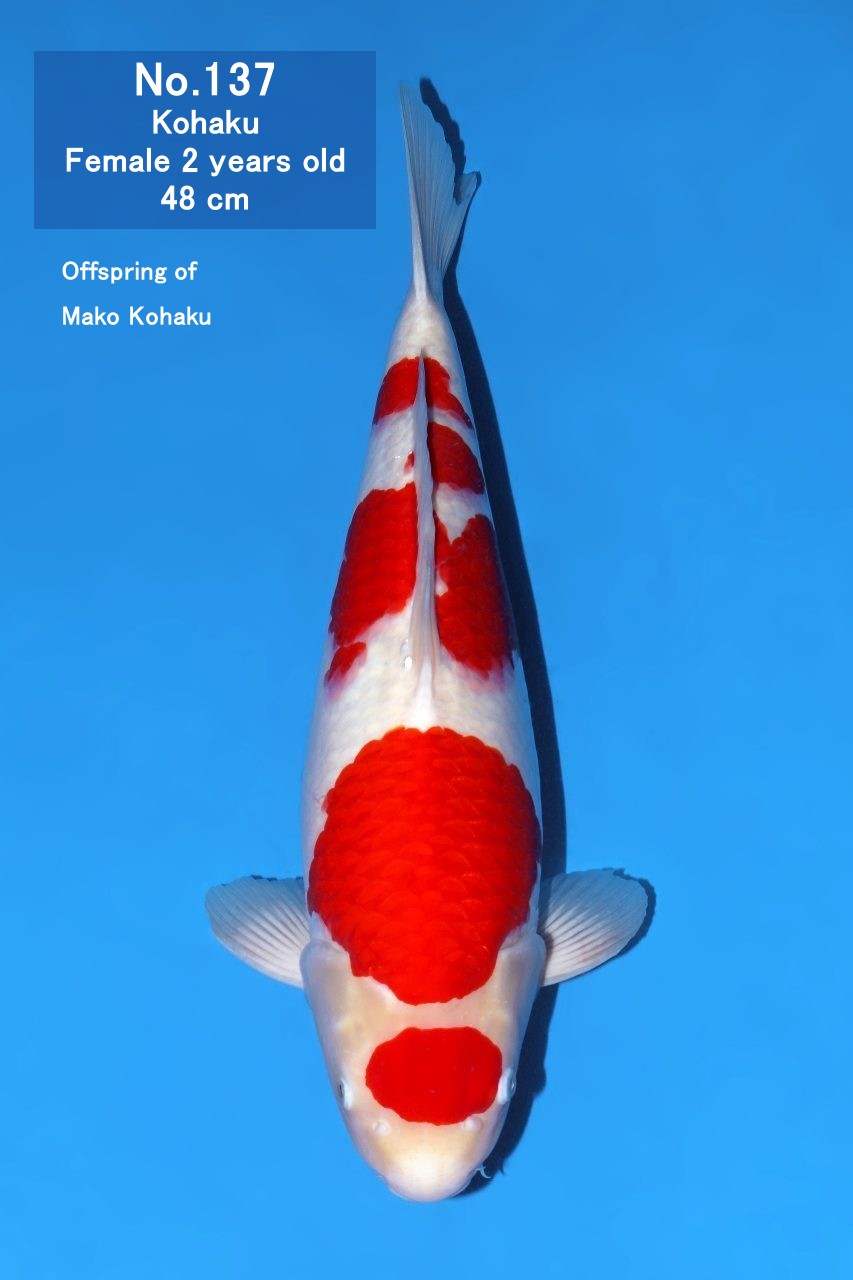 Koi