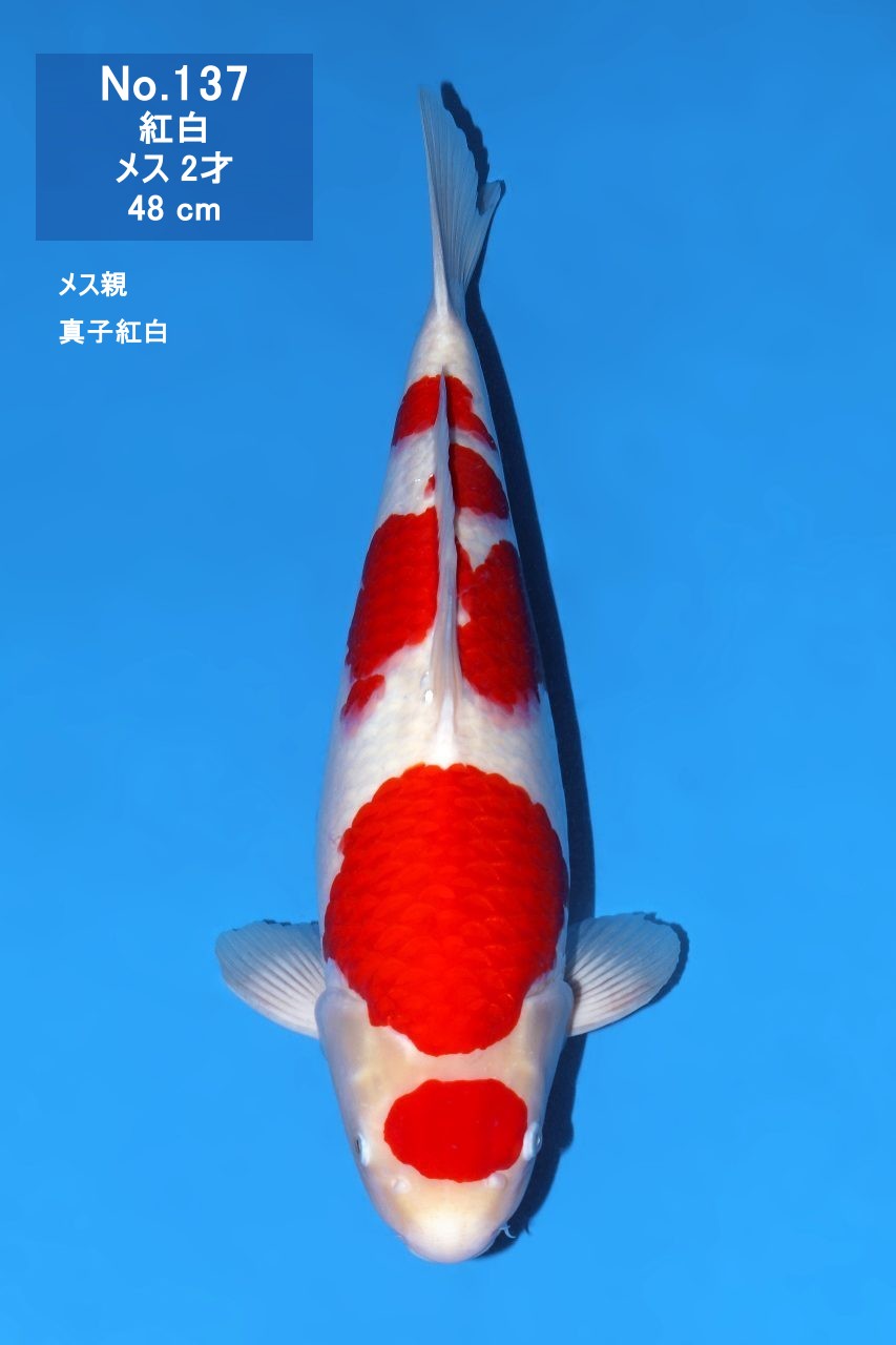 鯉
