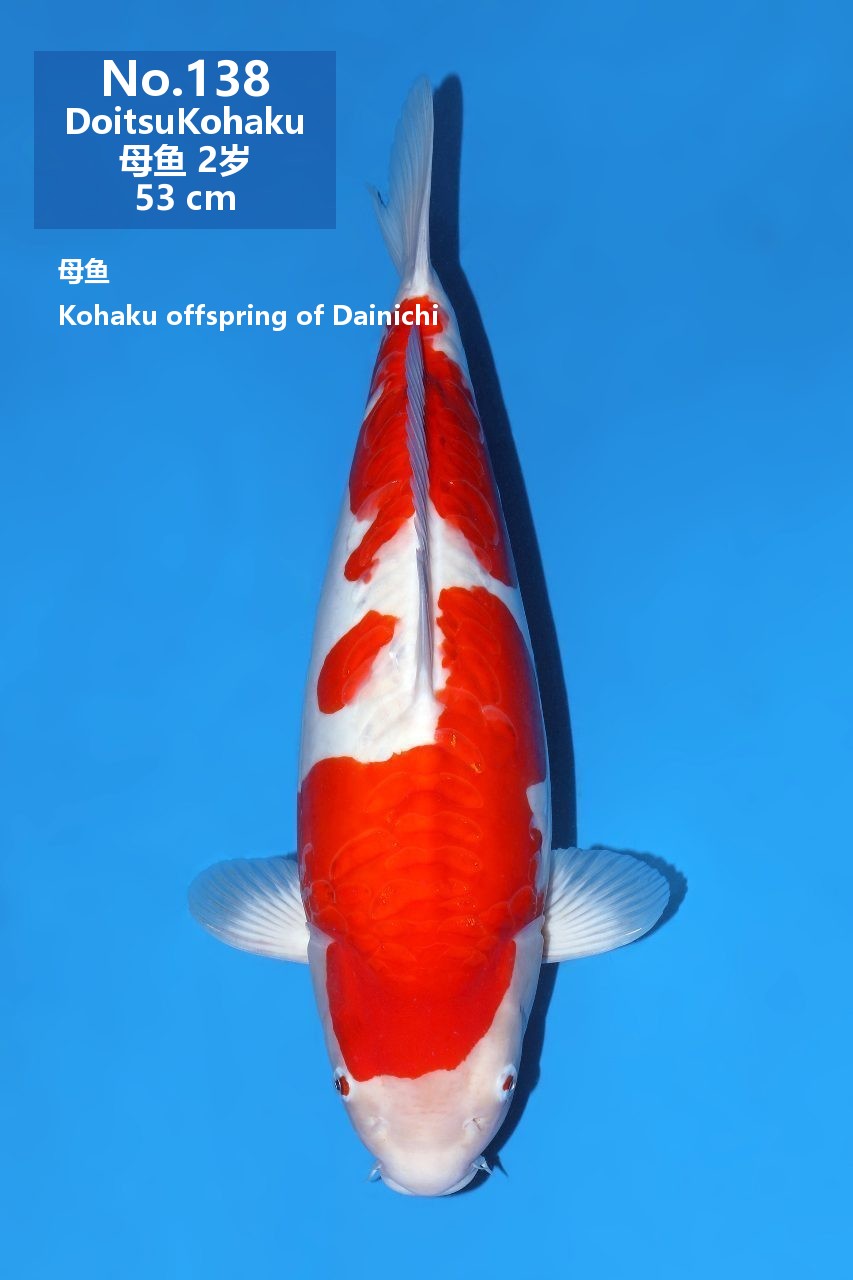 鯉