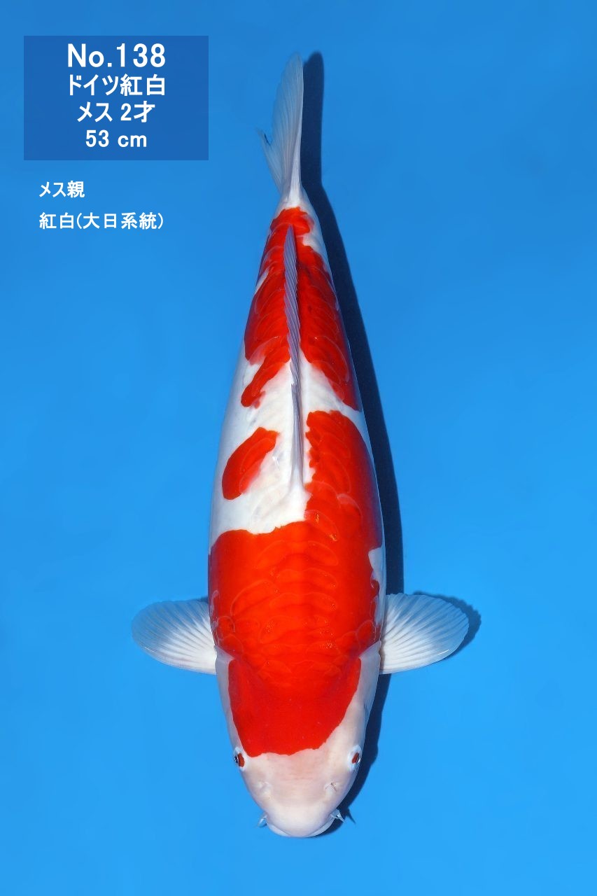 鯉