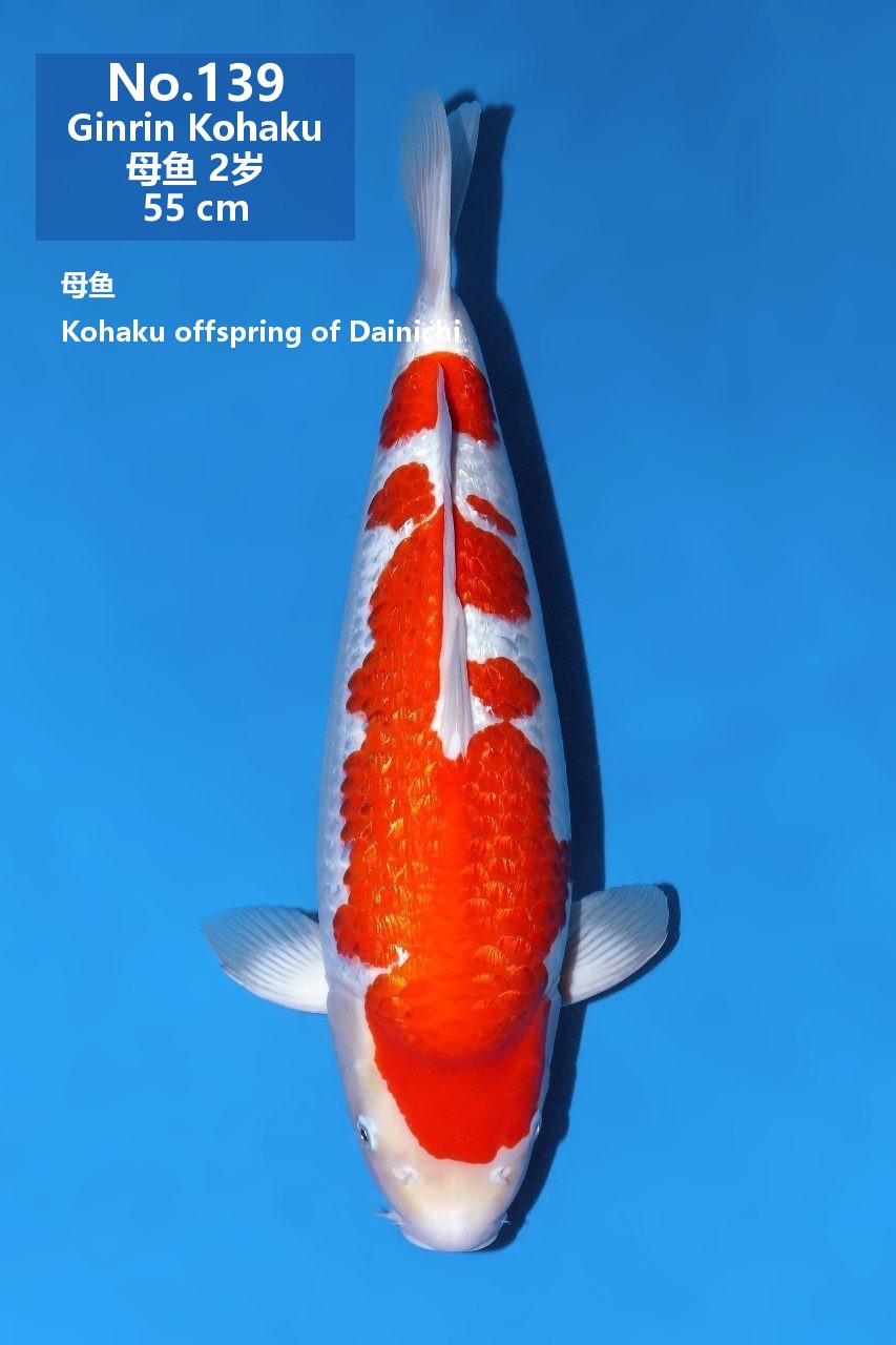 鯉