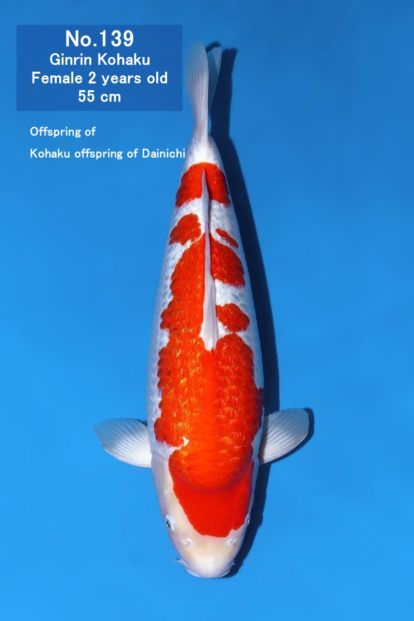 Koi