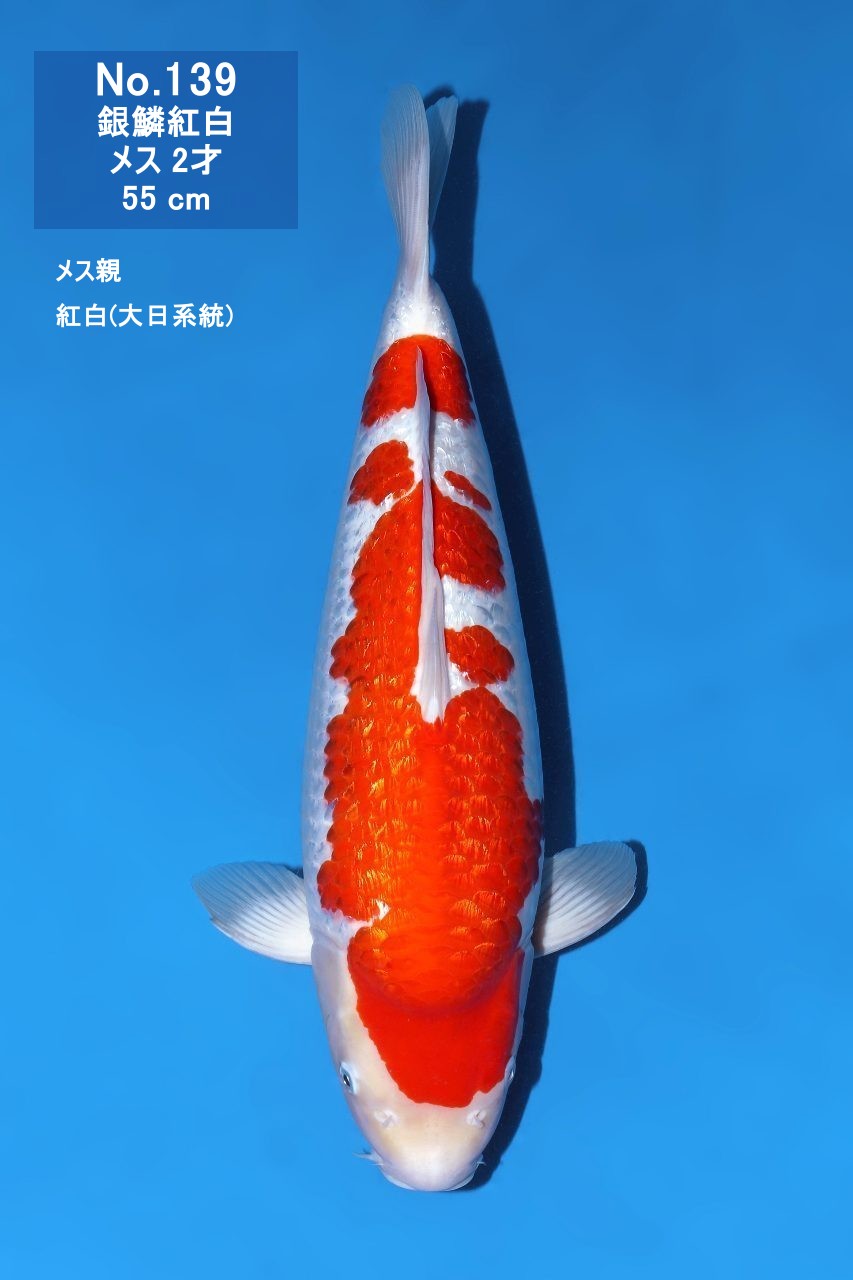 鯉